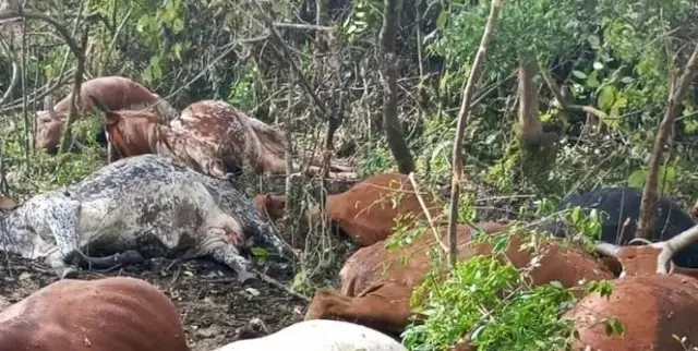 Inka zishwe mu karere ka Minembwe