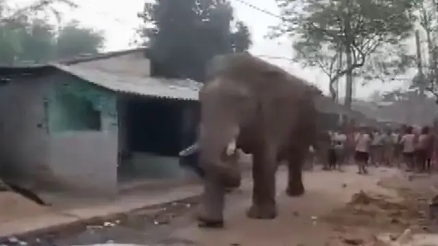 ঝাড়গ্রামে একটি বুথে কাছাকাছি চলে আসে একটি হাতি