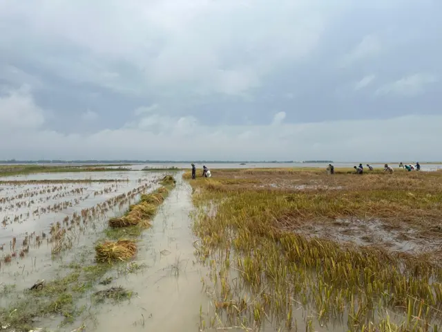 নেত্রকোনায় হাওরাঞ্চলের অনেক জমি বন্যায় তলিয়ে গেছে