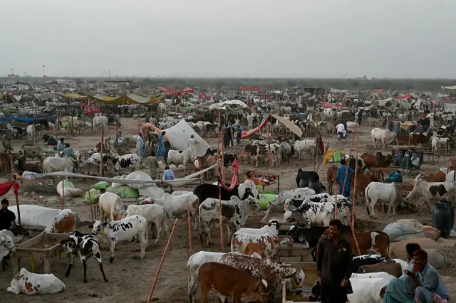 Cattles