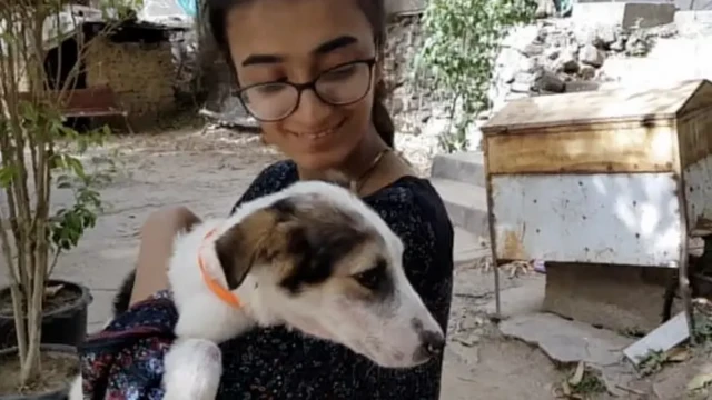 اسلام آباد میں آوارہ کتوں کو مارنے پر پابندی عائد