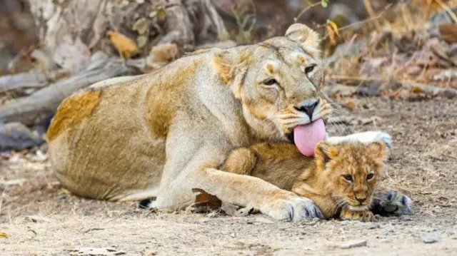 गुजरात