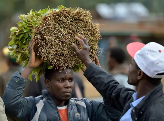 Mfanyibiashara wa Miraa nchini Kenya