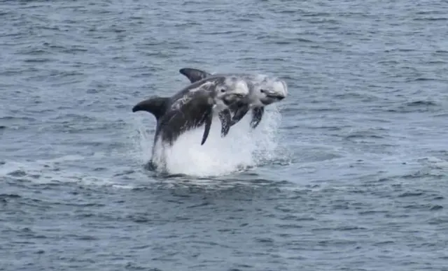 Ifoto yo mu bubiko y'amafi yo mu bwoko bwa 'dolphins'
