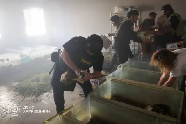 Эвакуация животных после российского удара