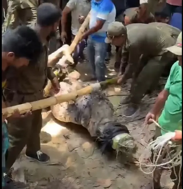খানজাহান আলীর মাজারের পুকুর থেকে কুমিরটিকে সরানো হয়েছে