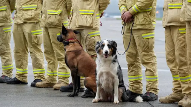 Perros esperan con los rescatistas para ser desplegados en apoyo a los afectados por los terremotos en Venezuela,
