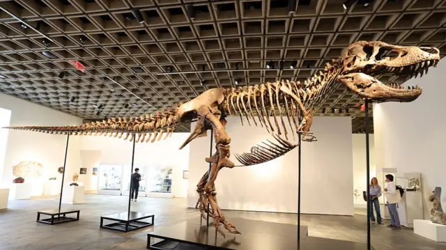 dinosaur