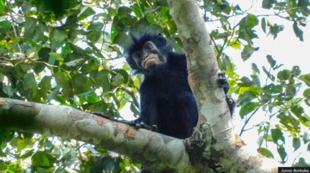 Uganda