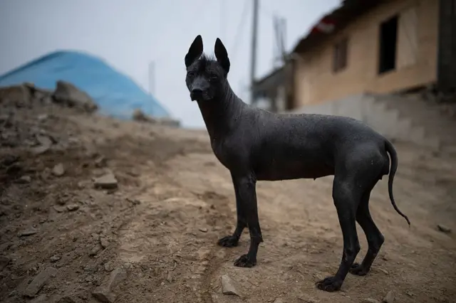 Perro en Perú