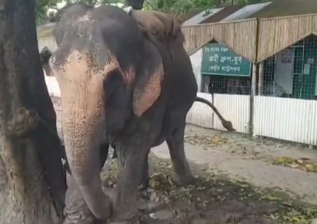 ওই ঘটনার পর হাতিটিকে উদ্ধার করে থানায় নেওয়া হয়েছে
