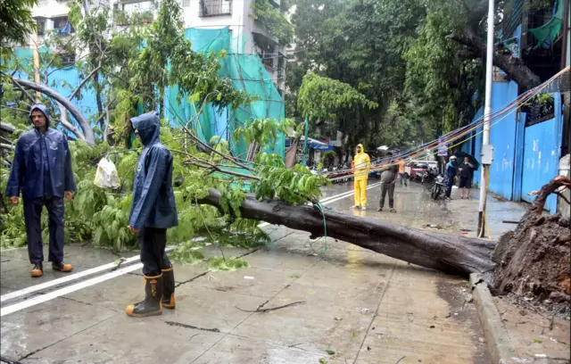 मुंबई के दादर में भारी बारिश के कारण पेड़ गिरा