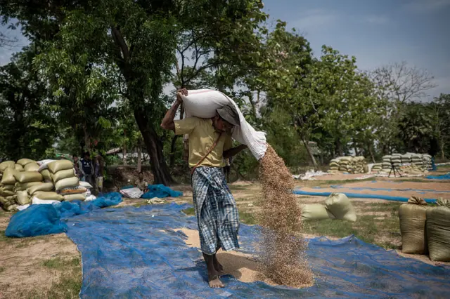 စပါးစိုက်ပျိုးရေးလုပ်ငန်းခွင်မြင်ကွင်း