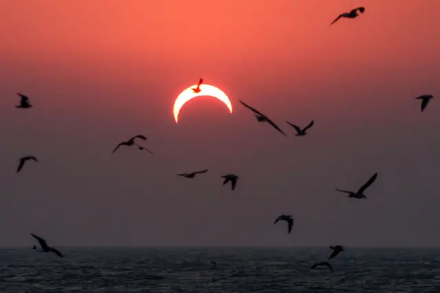 Aves pasan frente a un eclipse solar