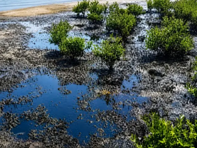 ম্যানগ্রোভে ছড়িয়ে পড়ছে তেল