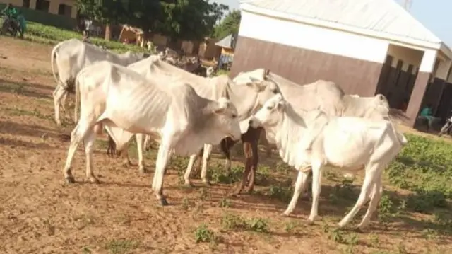 Ƴan sanda sun ƙwato dabbobi sama da 450 daga hannun ƴanbindiga a Sokoto