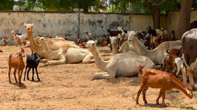 Ƴan sanda sun ƙwato dabbobi sama da 450 daga hannun ƴanbindiga a Sokoto