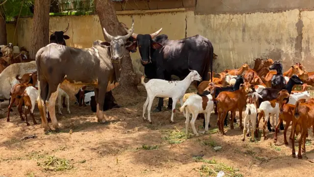 Ƴan sanda sun ƙwato dabbobi sama da 450 daga hannun ƴanbindiga a Sokoto