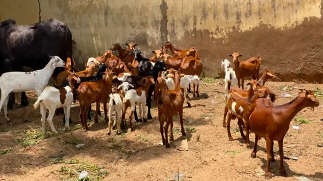 Ƴan sanda sun ƙwato dabbobi sama da 450 daga hannun ƴanbindiga a Sokoto