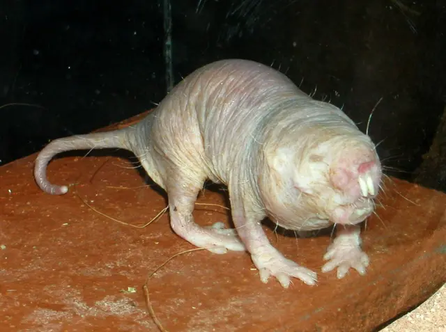 Feraanfer