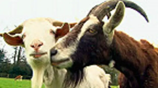 اثنين من الماعز