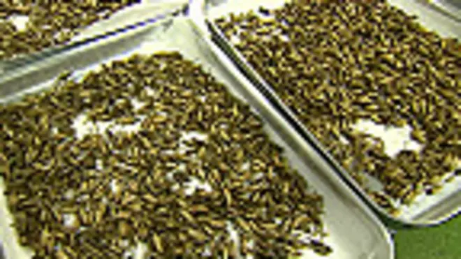 ООН: їстівні комахи можуть допомогти подолати голод у світі