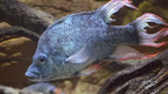 Лондонский зоопарк ищет пару для редкой рыбы