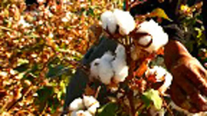 Mujer cosechando algodón