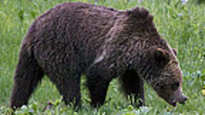 Oso grizzly