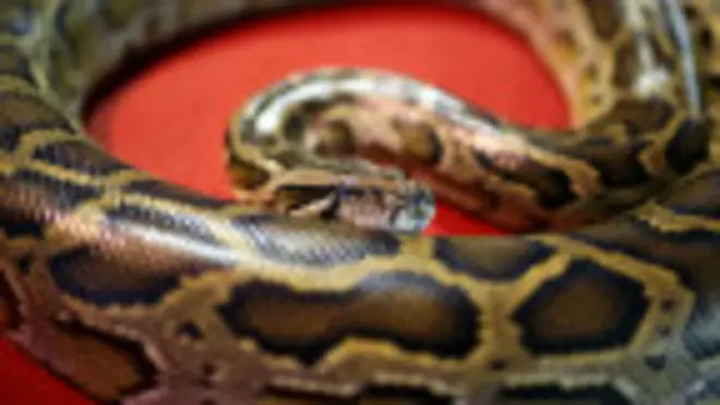 На Балі шукають пітона-вбивцю