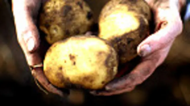 Papas recién cosechadas en las manos de un agricultor