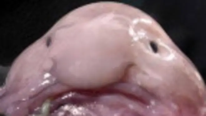 Риба-крапля