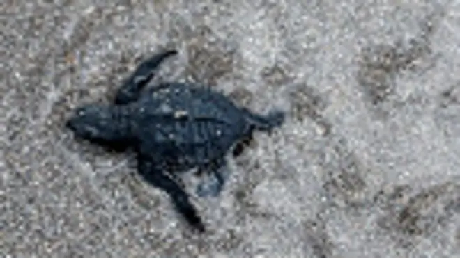 Tortuga marina, El Salvador