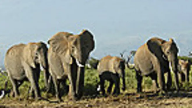 Elefantes africanos en Kenia