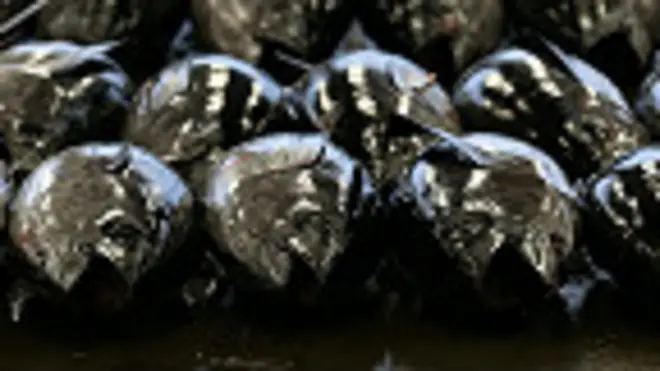 Atunes (foto de archivo)