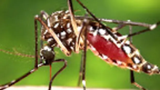 Mosquito Aedes aegypti