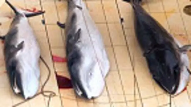 Ballenas en la cubierta de un barco 