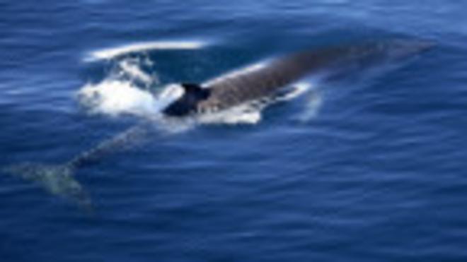 Foto de archivo de una ballena