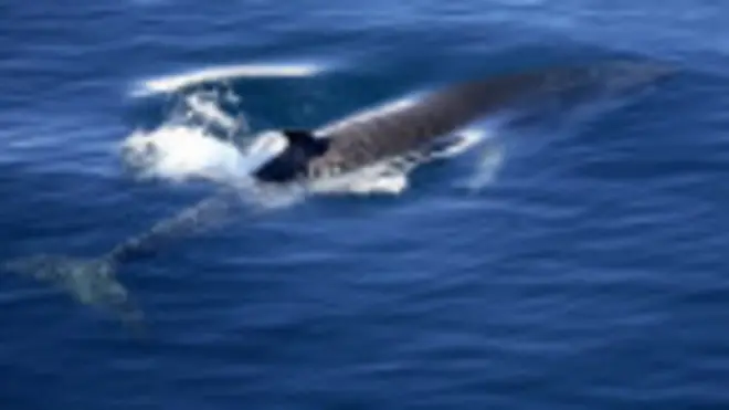 Foto de archivo de una ballena