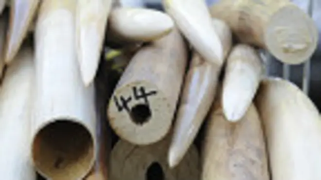 Cargamento de marfil