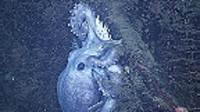 Pulpo de aguas profundas