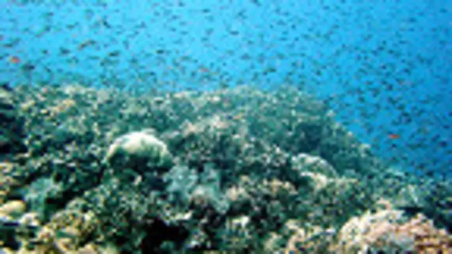 Gran Barrera de Coral