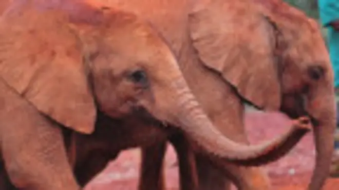 CITES informó de que cada año 35.000 elefantes están siendo asesinados en África por su marfil.