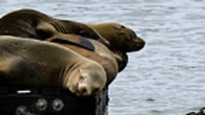 Focas en San Francisco