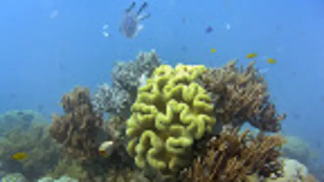 Большой барьерный риф