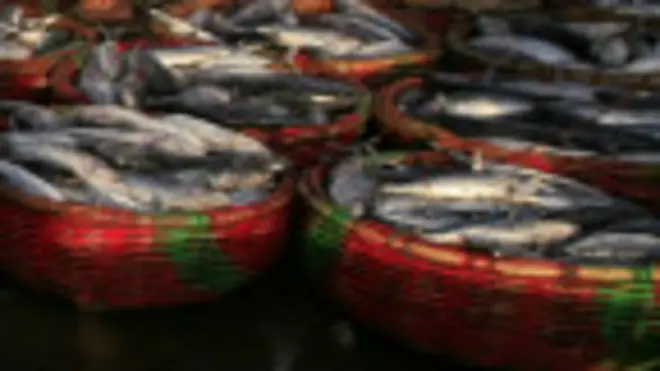 Ikan di pelabuhan