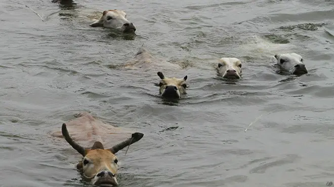 بھارت سیلاب ، فائل فوٹو