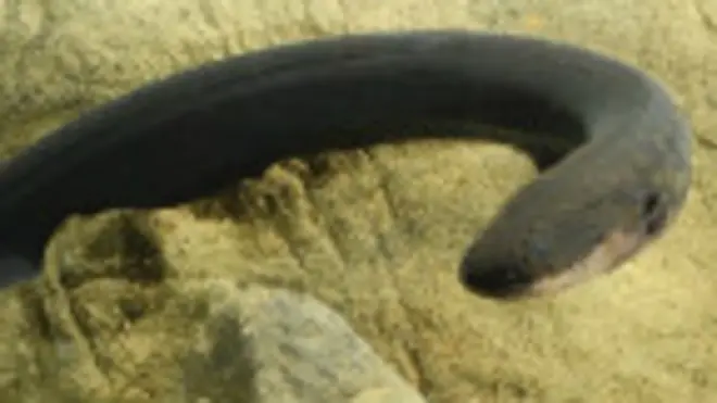 Електичні вугри не лише полюють, а й маніпулюють