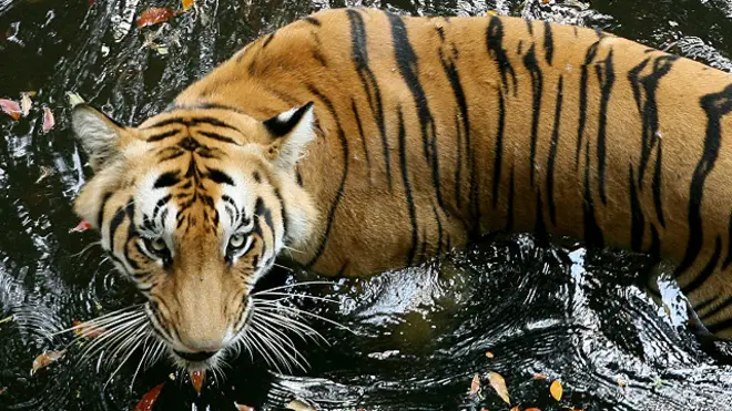 Harimau di India