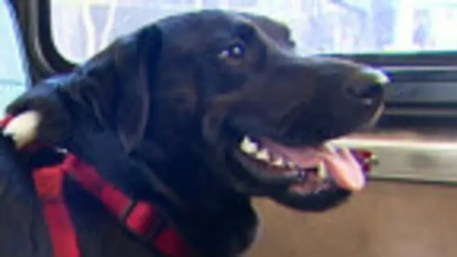 Похищенного у слепой москвички лабрадора нашли